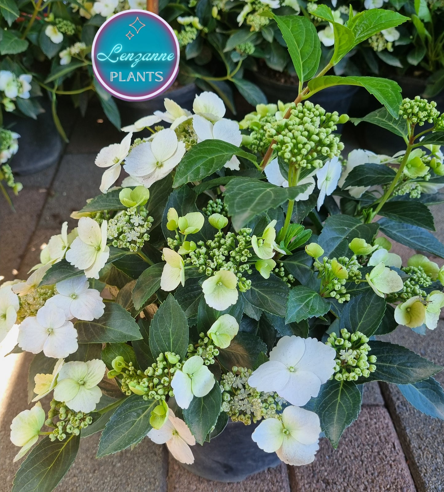 Hydrangea Runaway Bride Snow White 19cm pot