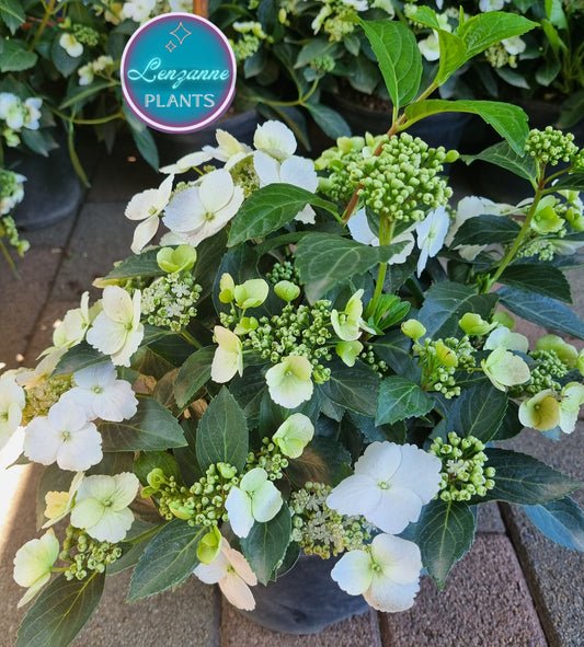 Hydrangea Runaway Bride Snow White 19cm pot