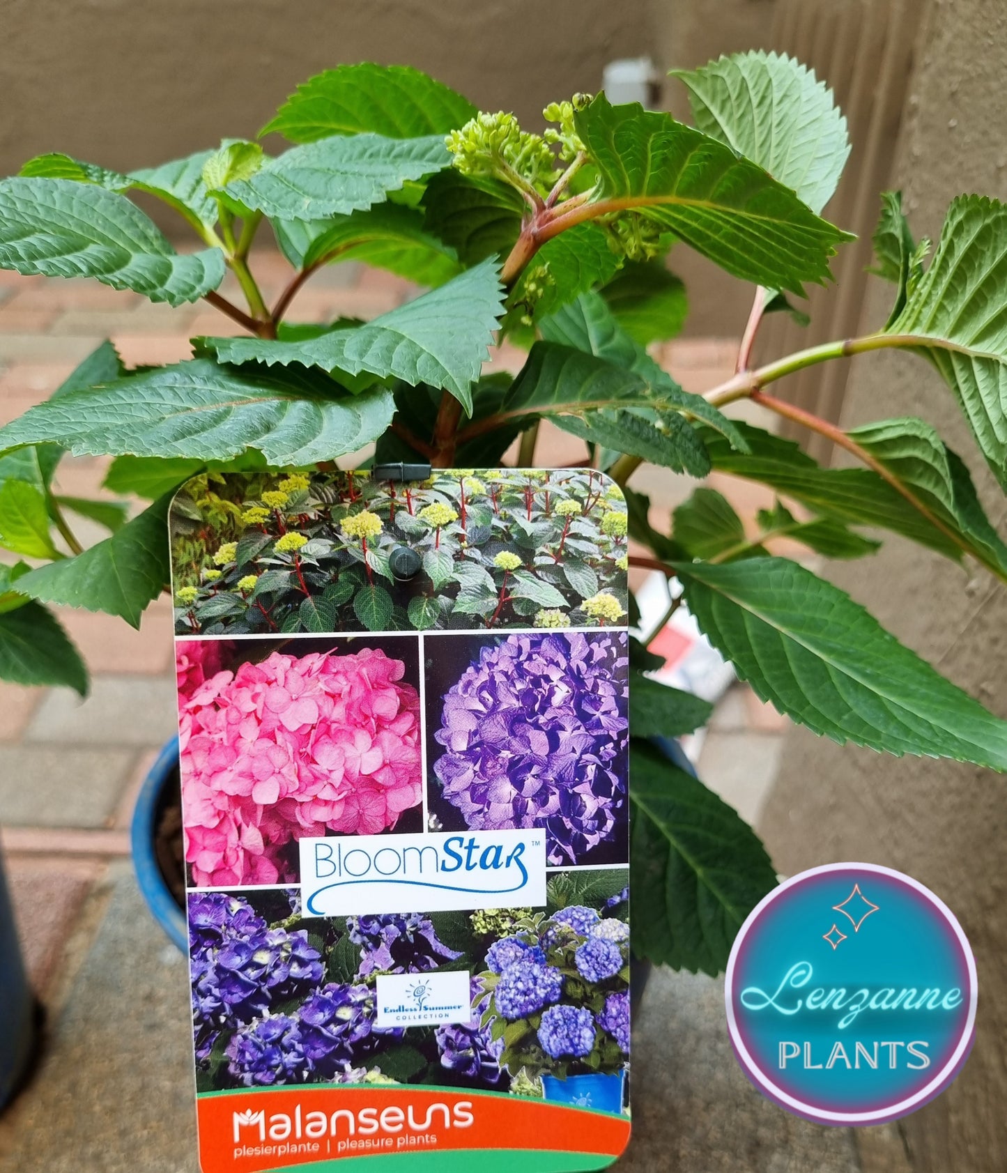 Hydrangea Bloomstar 19cm Pot