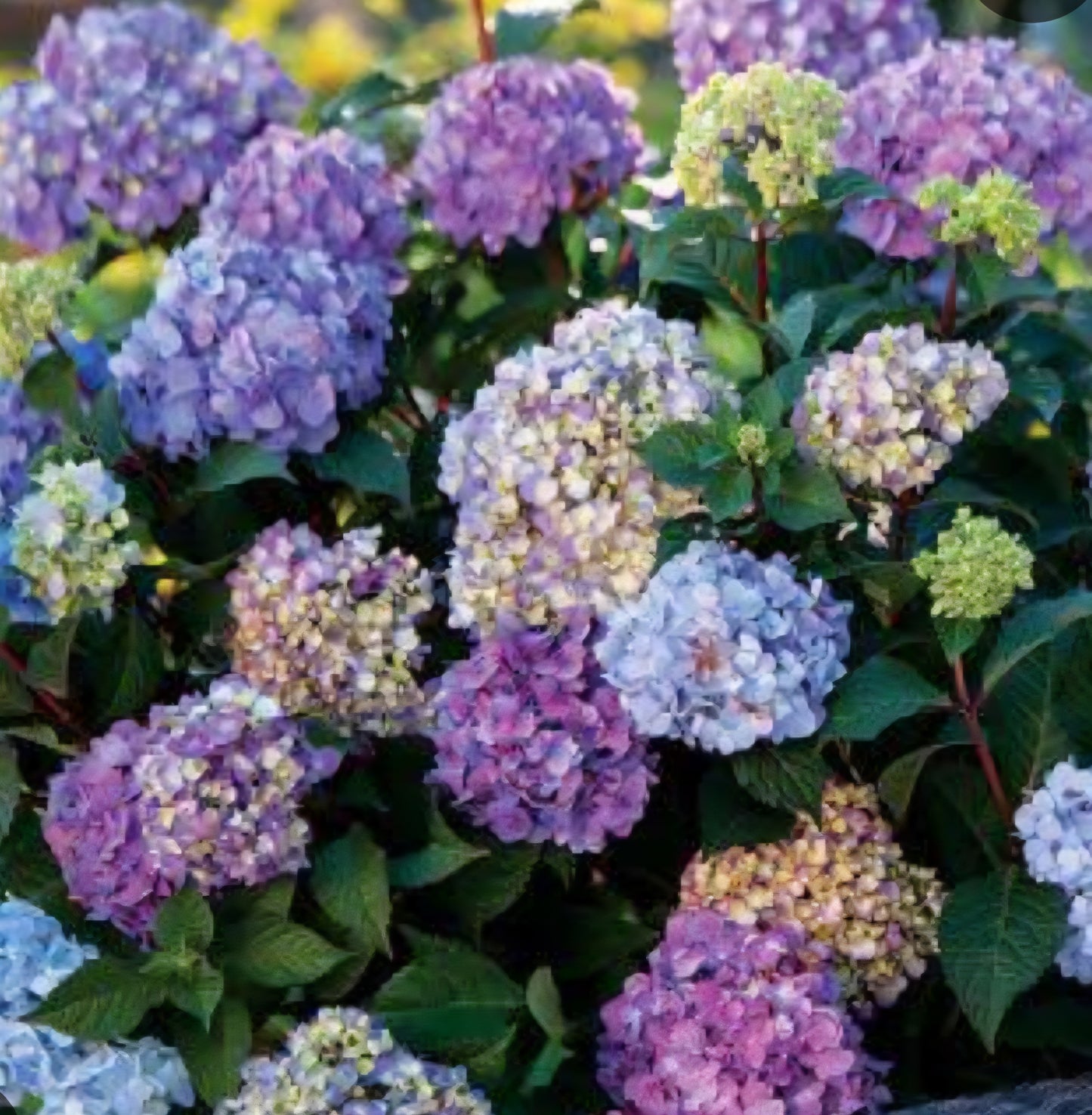 Hydrangea Bloomstar 19cm Pot