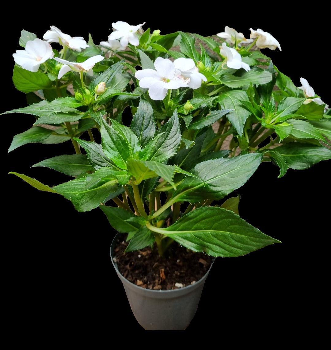 Sun Impatiens Large bushy 20cm plastic pot