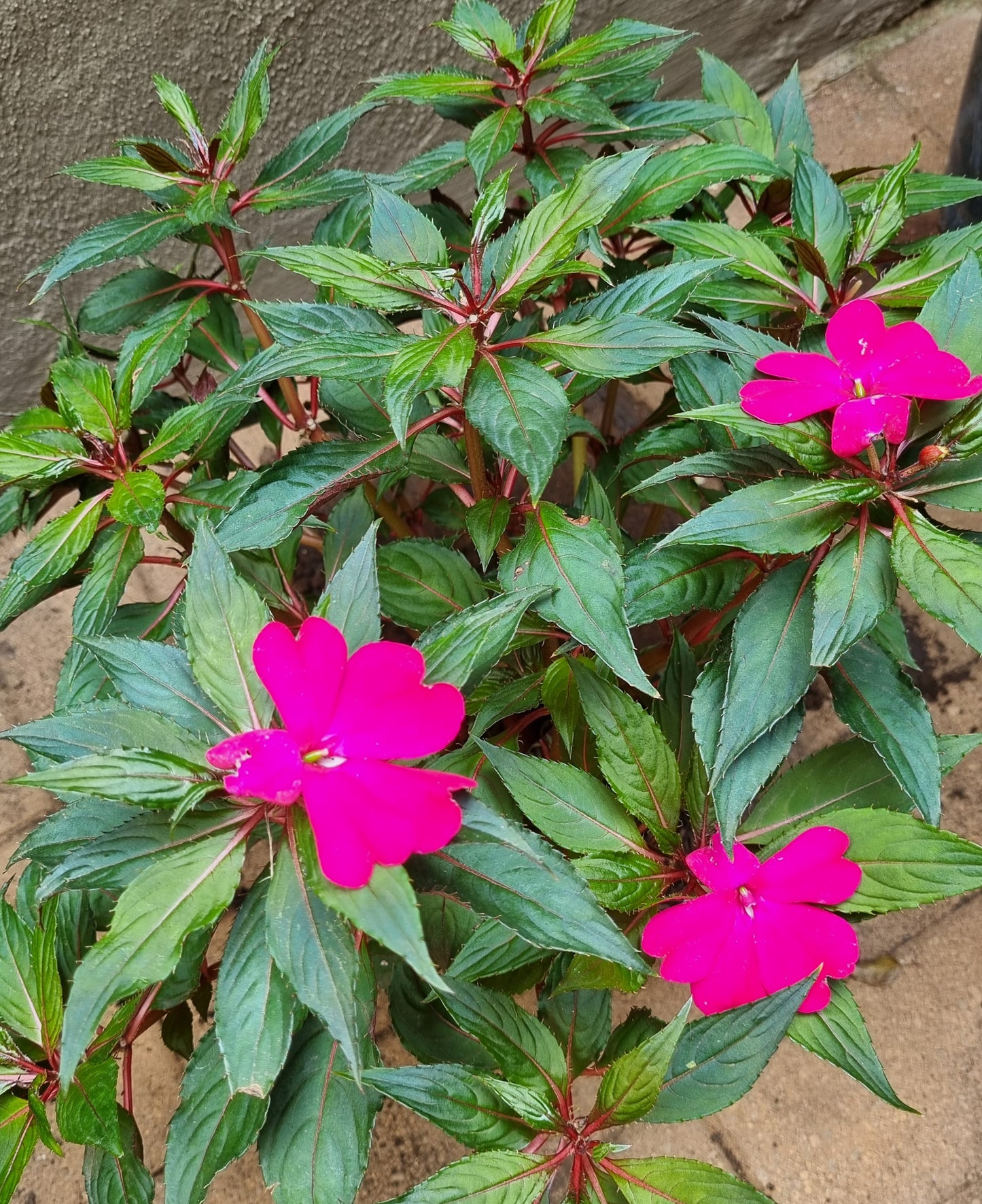 Sun Impatiens Large bushy 20cm plastic pot
