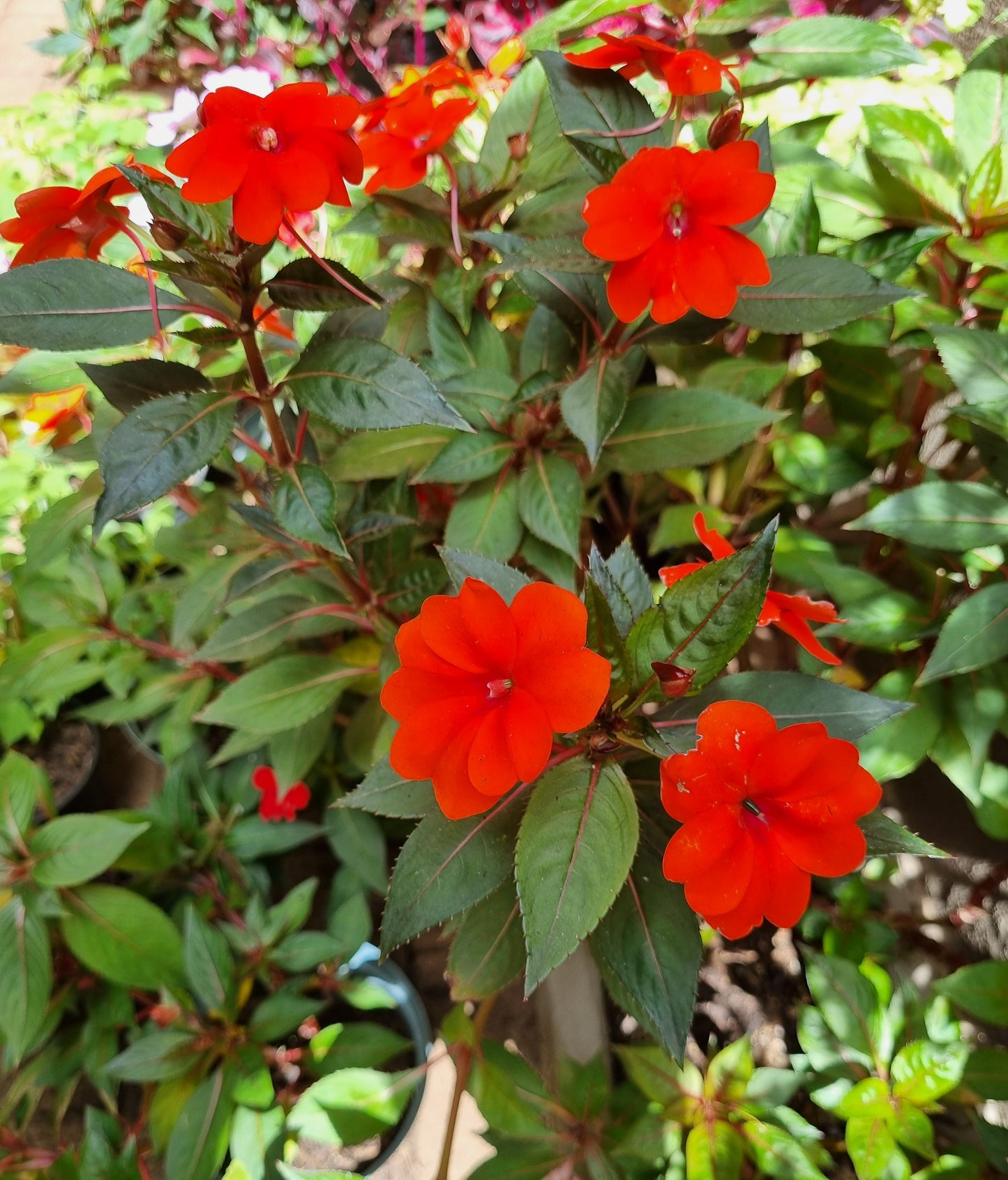 Sun Impatiens Large bushy 20cm plastic pot