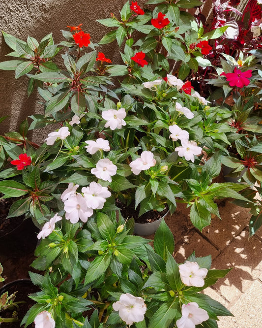 Impatiens Large bushy 20cm plastic pot