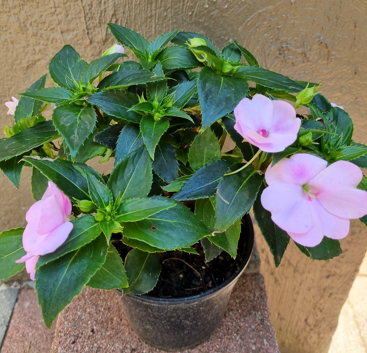 Sun Impatiens 15cm pot