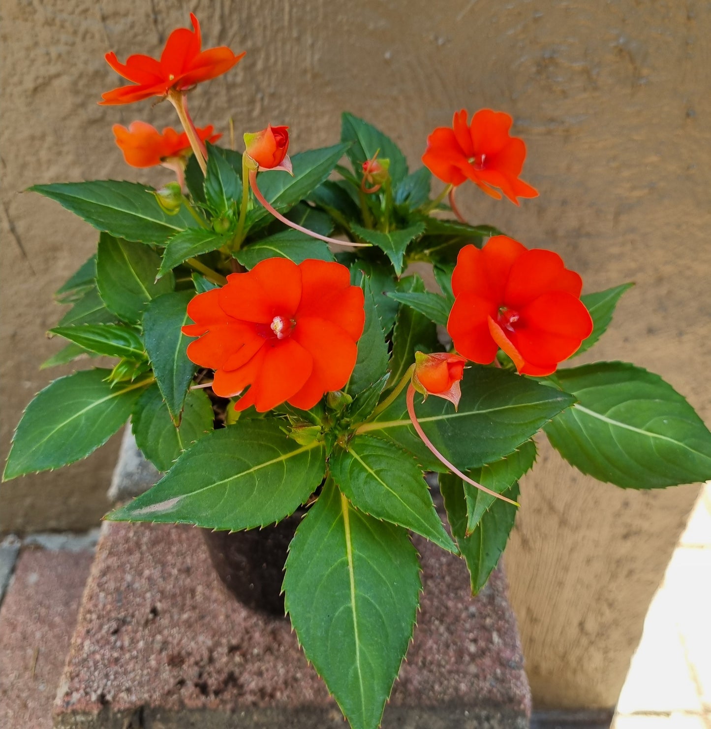 Sun Impatiens 15cm pot