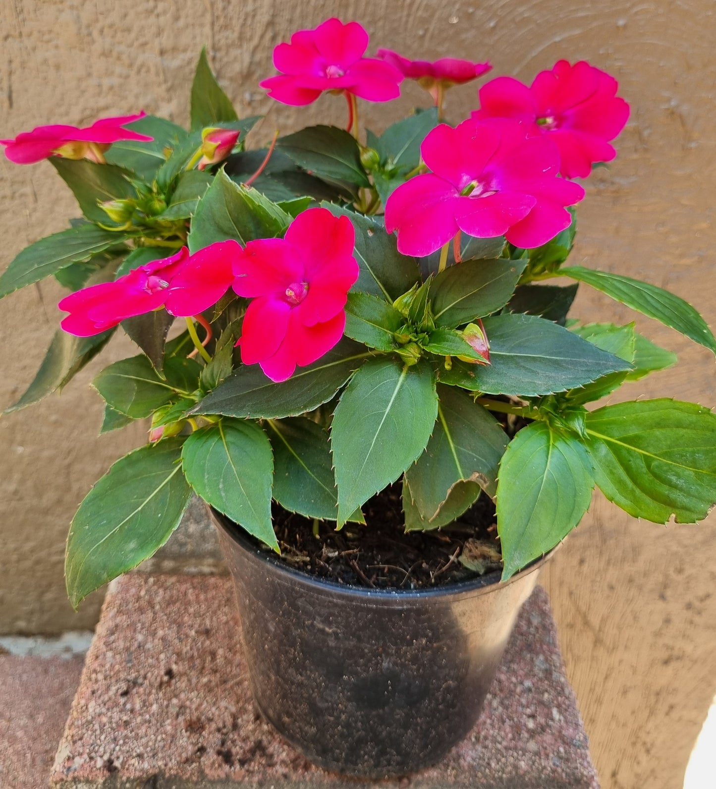 Sun Impatiens 15cm pot
