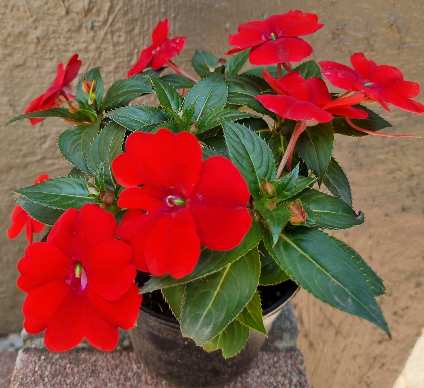 Sun Impatiens 15cm pot