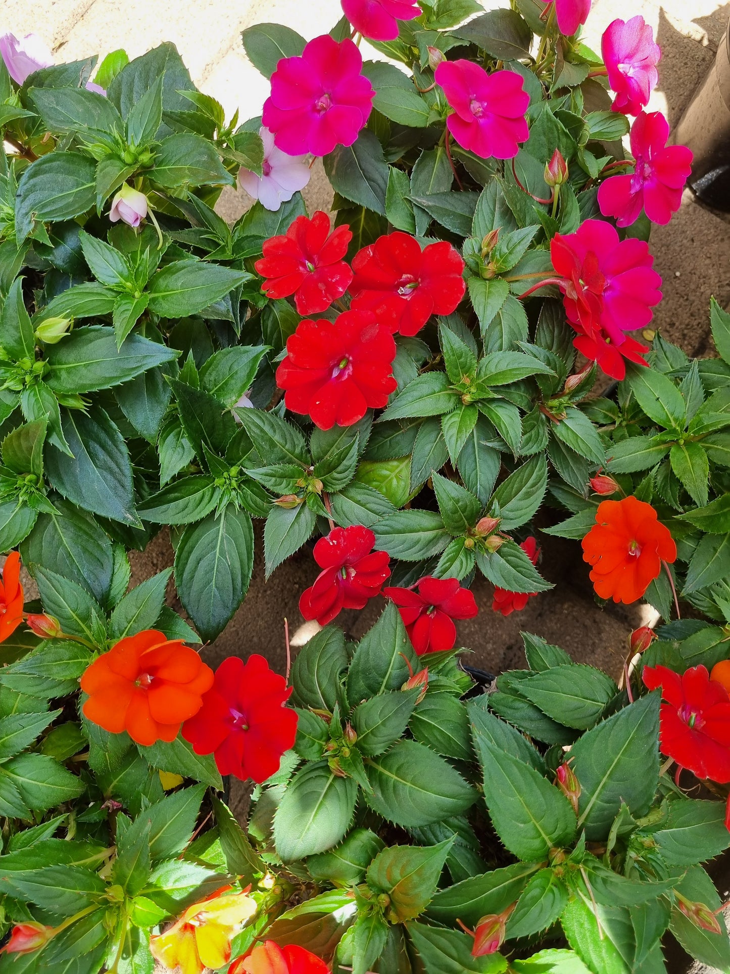 Sun Impatiens 15cm pot