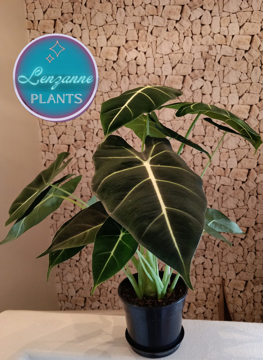 Indoor Alocasia Frydek 14cm pot