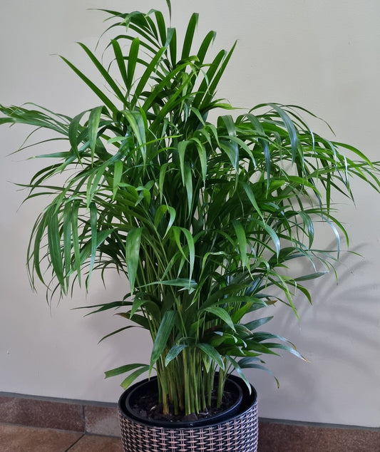 Indoor Bamboo Palm Dypsis Lutescens 23cm Pot