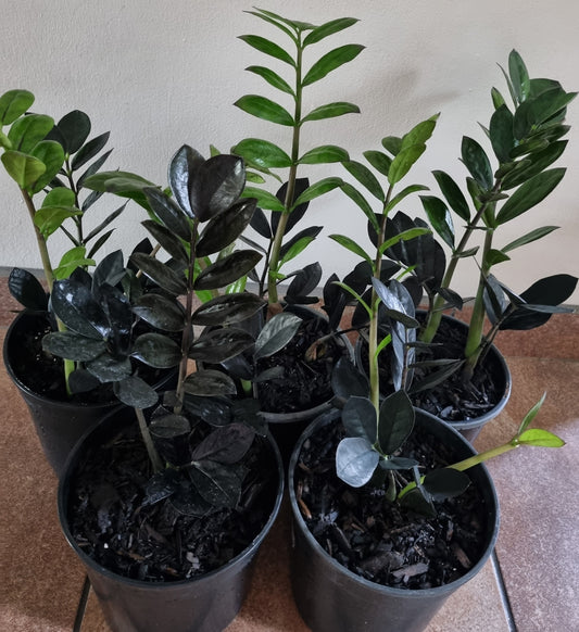 Indoor Black ZZ (Zamioculcas Zamiifolia) 20cm pot