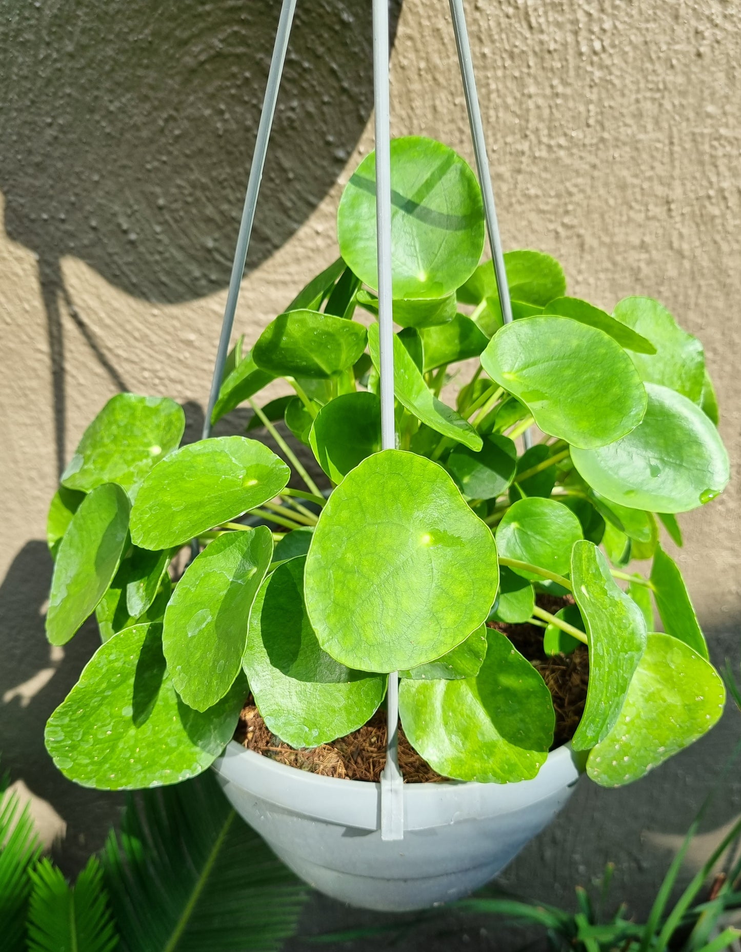 money plant south africa Chinese Money Plant 25cm Hanging Basket – Lenzanne Plants
