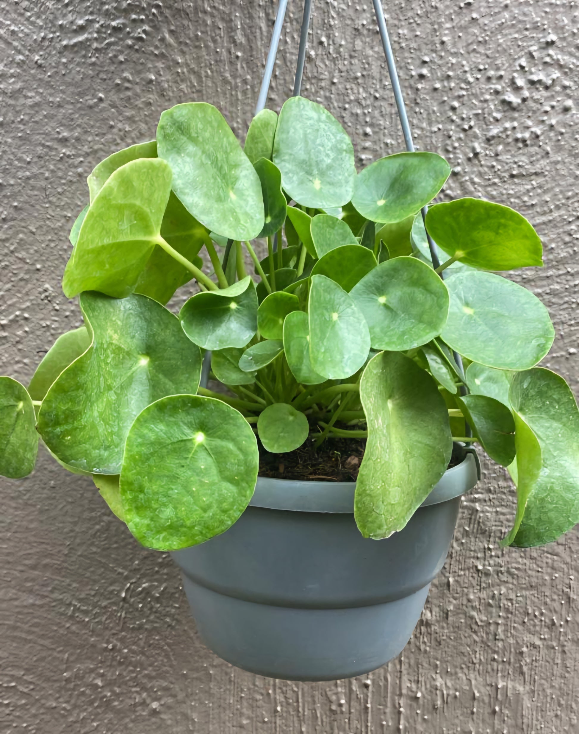 chinese money plant hanging basket Chinese Money Plant 25cm Hanging Basket – Lenzanne Plants