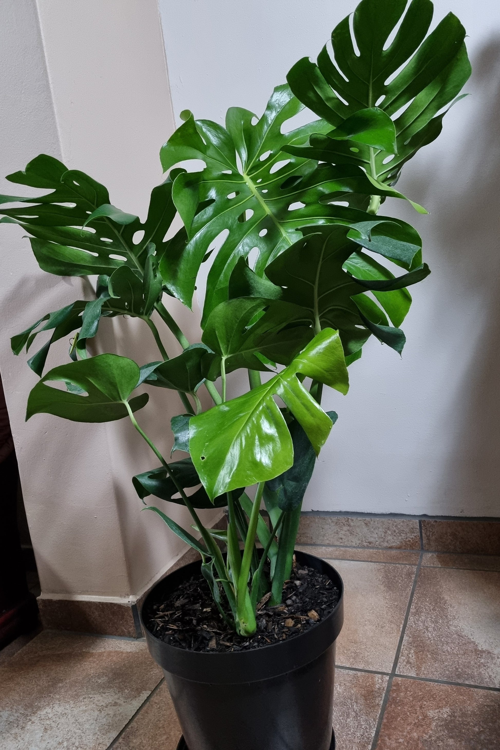 monster leaf philodendron Indoor Monstera Deliciosa(Split-Leaf Philodendron)Massive 30cm pot