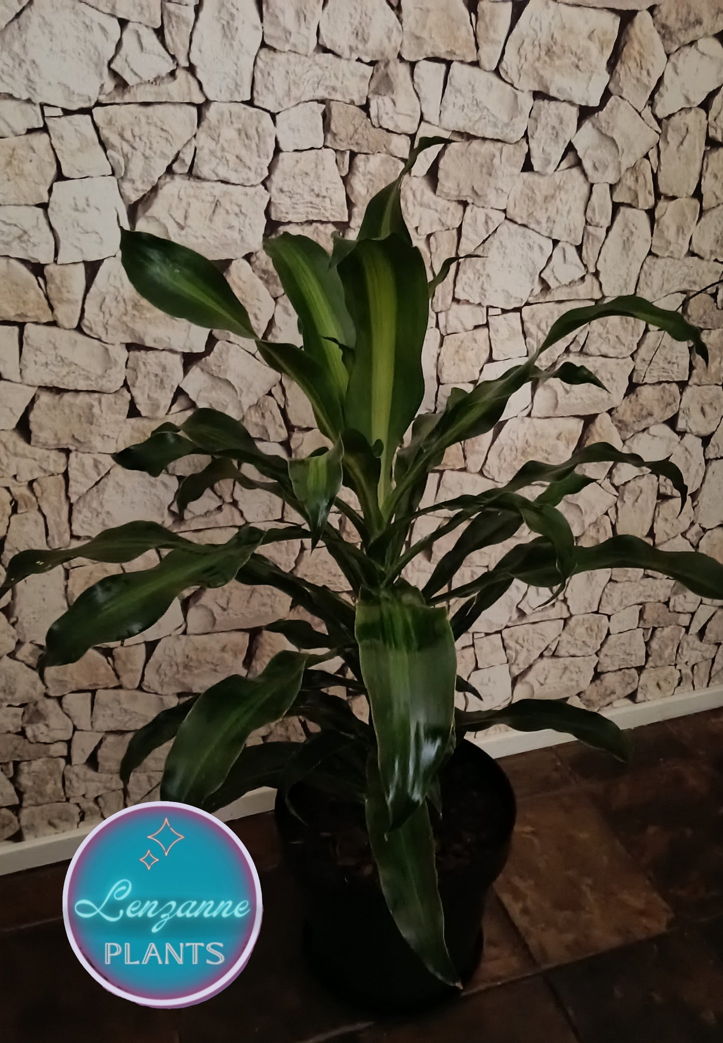 Indoor Dracaena Fragrans (Corn Plant) 30cm pot