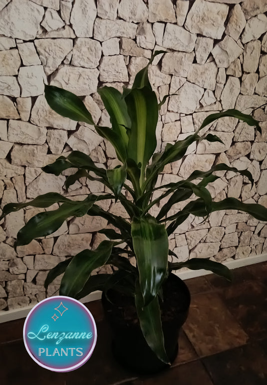 Indoor Dracaena Fragrans (Corn Plant) 30cm pot