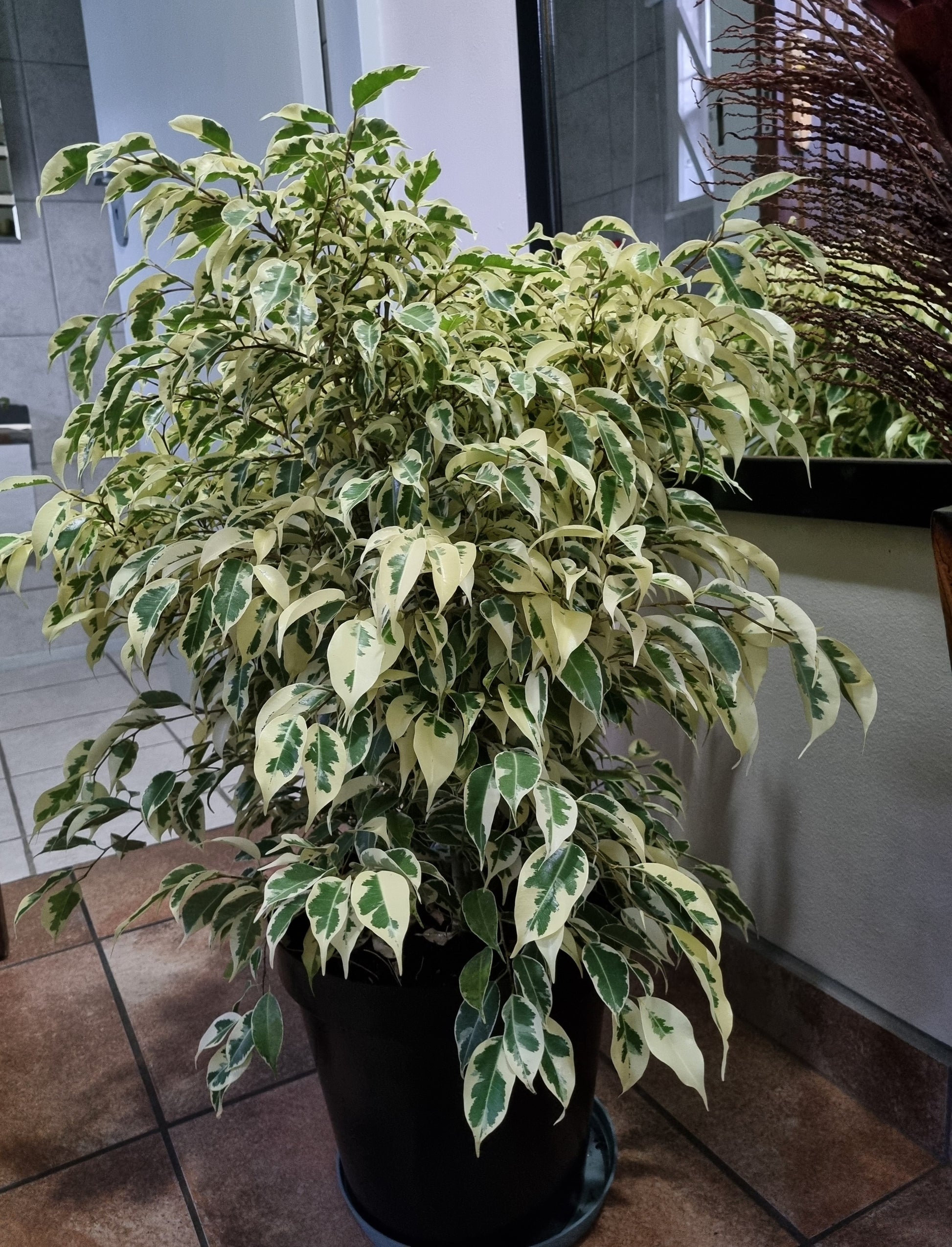 indoor plants ficus benjamina Indoor Ficus Benjamina Profit Large 30cm pot