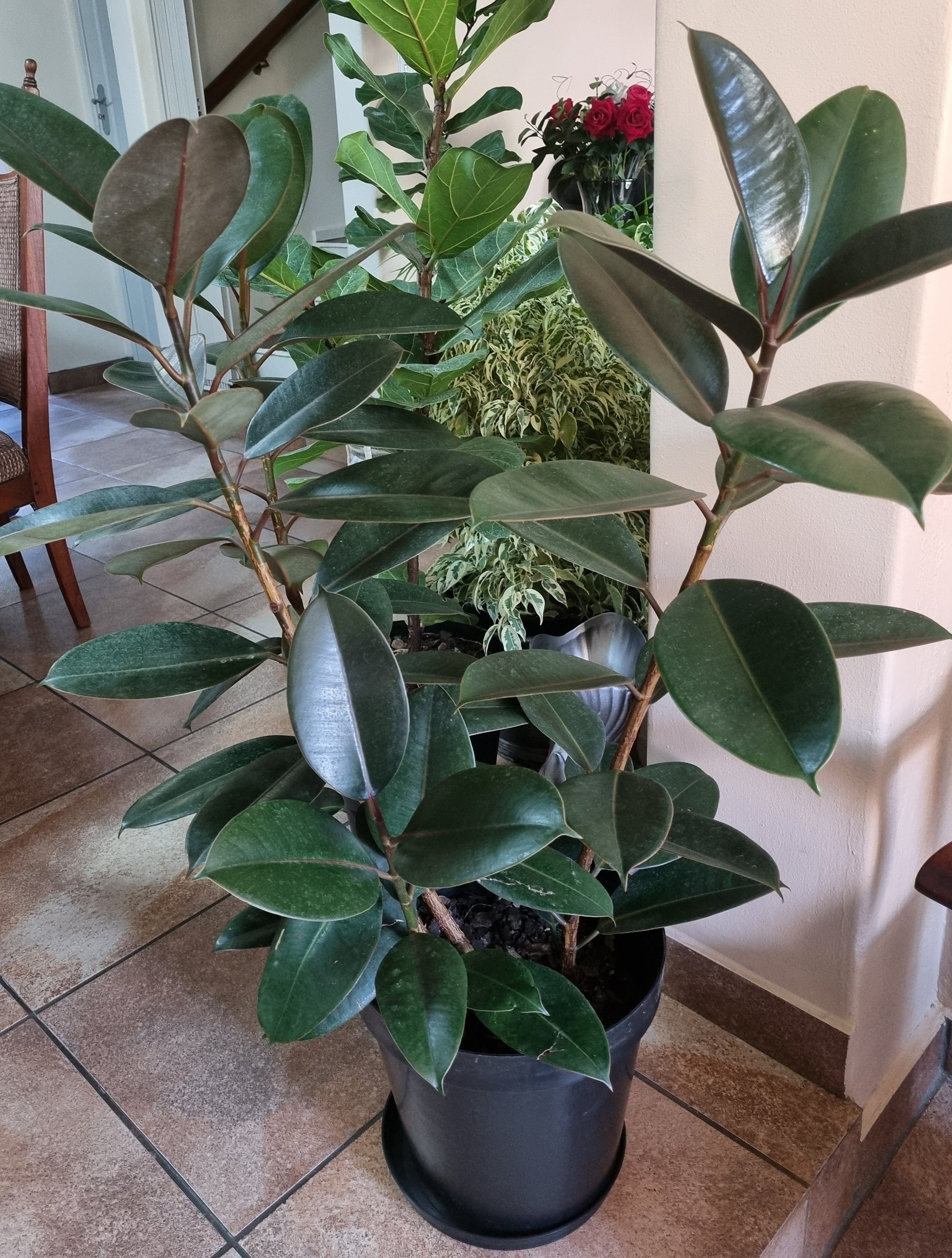 big rubber plant indoor Indoor Rubber Plant Large Ficus Robusta Abidjan 30cm Pot