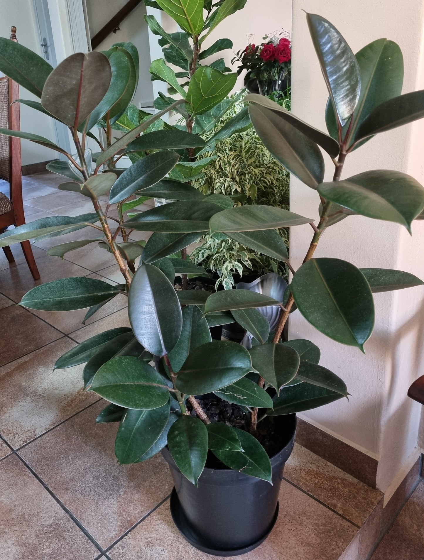 Indoor Rubber Plant Large Ficus Robusta Abidjan 30cm Pot