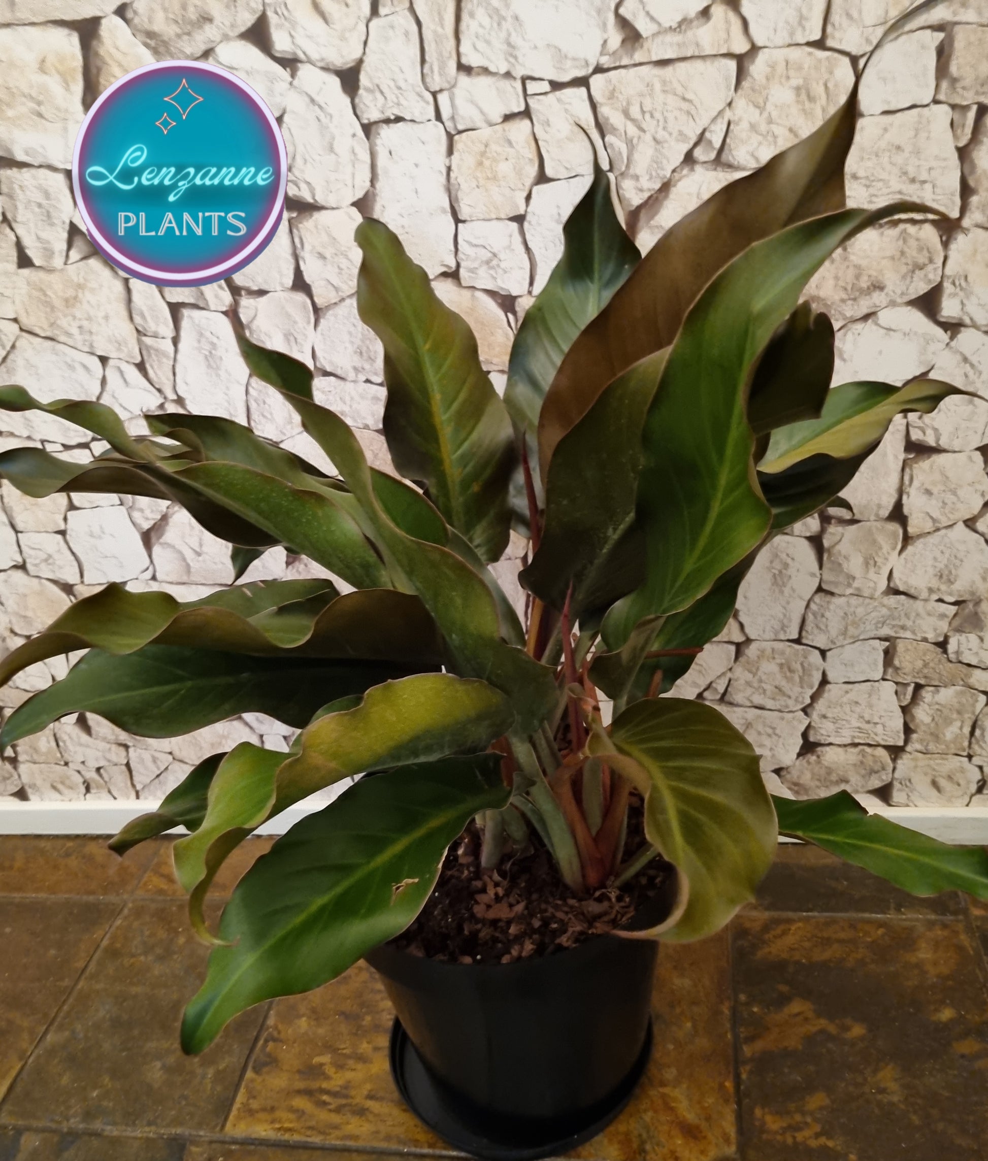 philodendron autumn Indoor Philodendron Autumn 30cm Pot