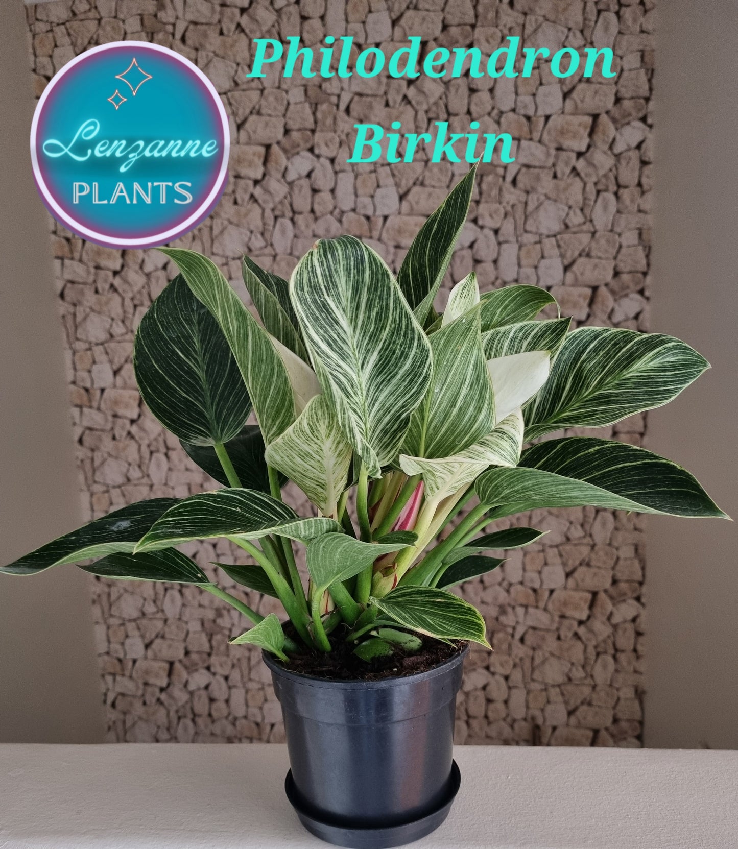 Indoor Philodendron Birkin 15cm pot