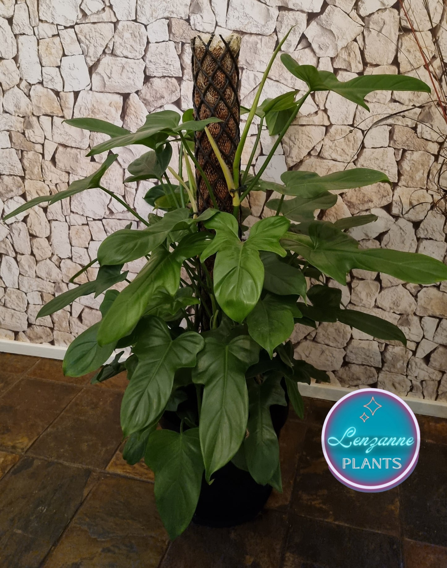 Indoor Philodendron Panduriforme 30cm Pot - Moss Pole