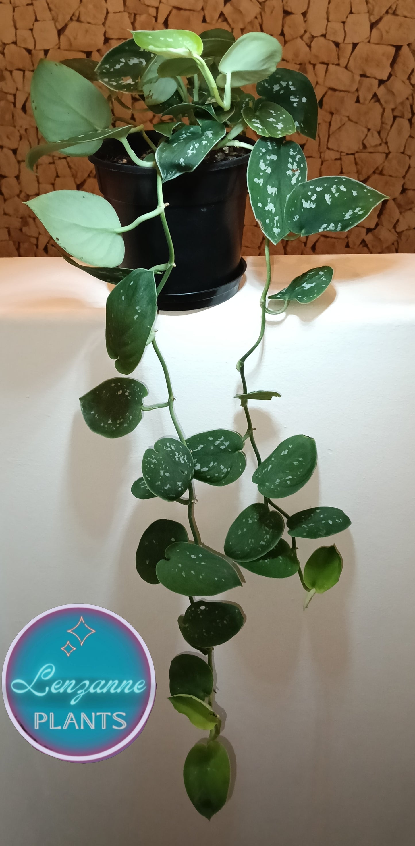 Indoor Pothos Satin (Scindapsis Pictus) 12cm Pot