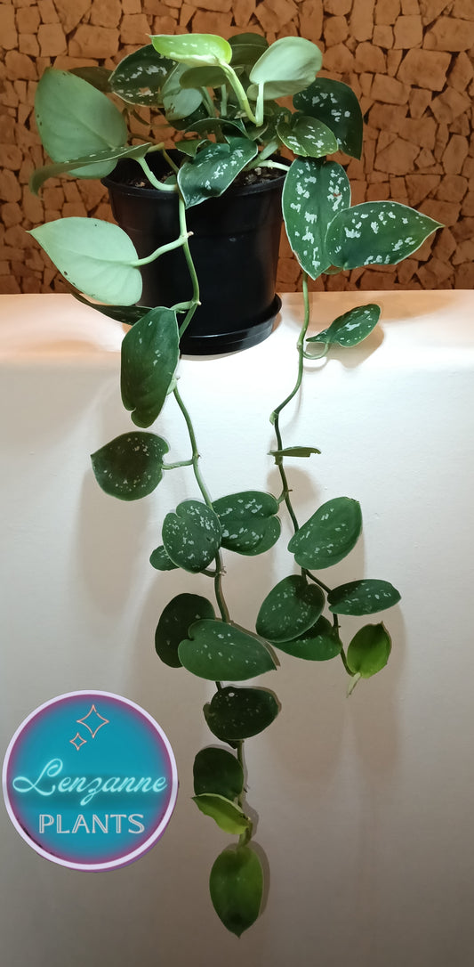 Indoor Pothos Satin (Scindapsis Pictus) 12cm Pot