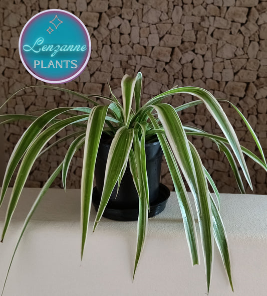 Indoor Spider Plant (Chlorophytum Comosum) 12cm Pot