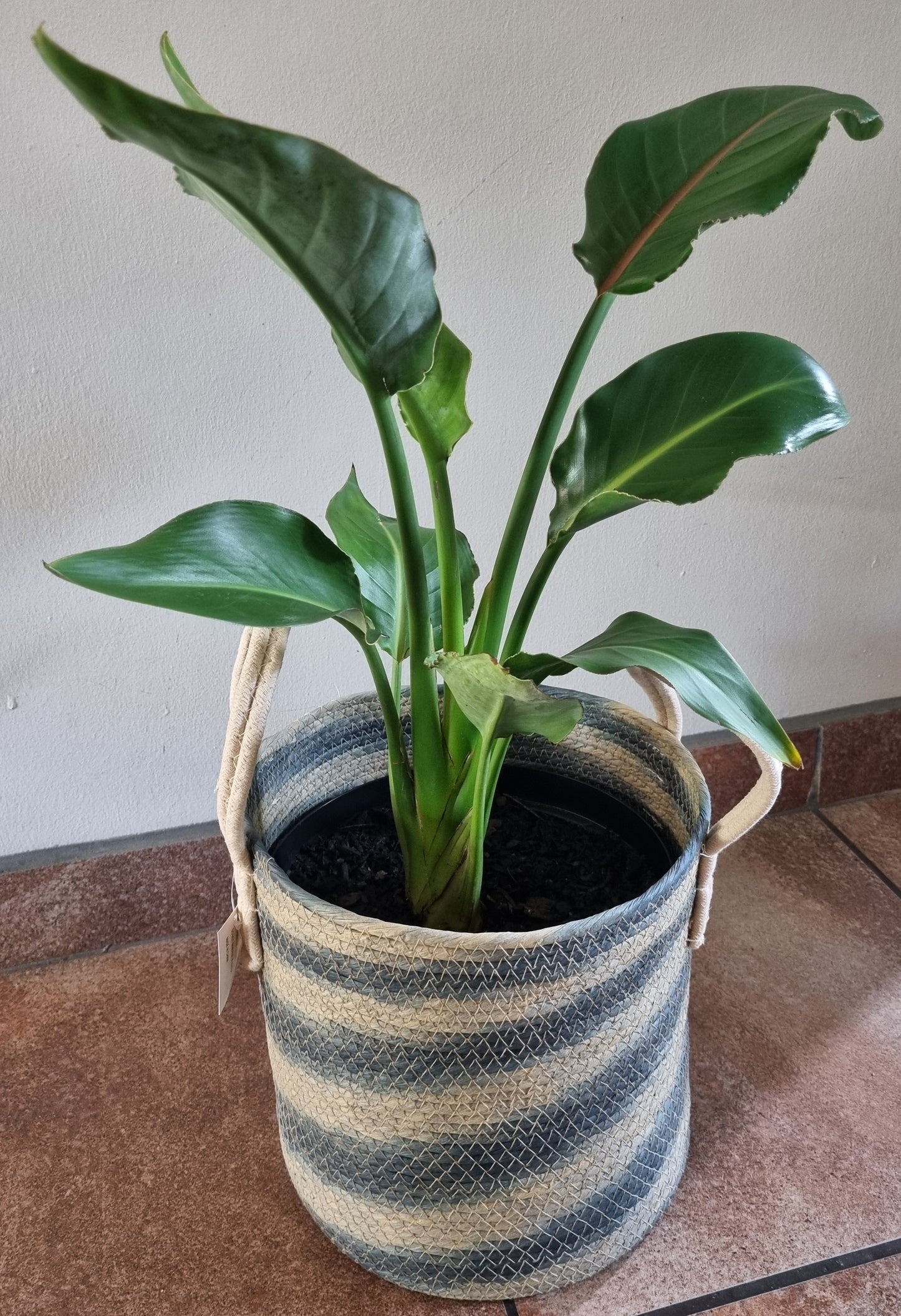 Indoor Strelitzia Reginae 20cm pot