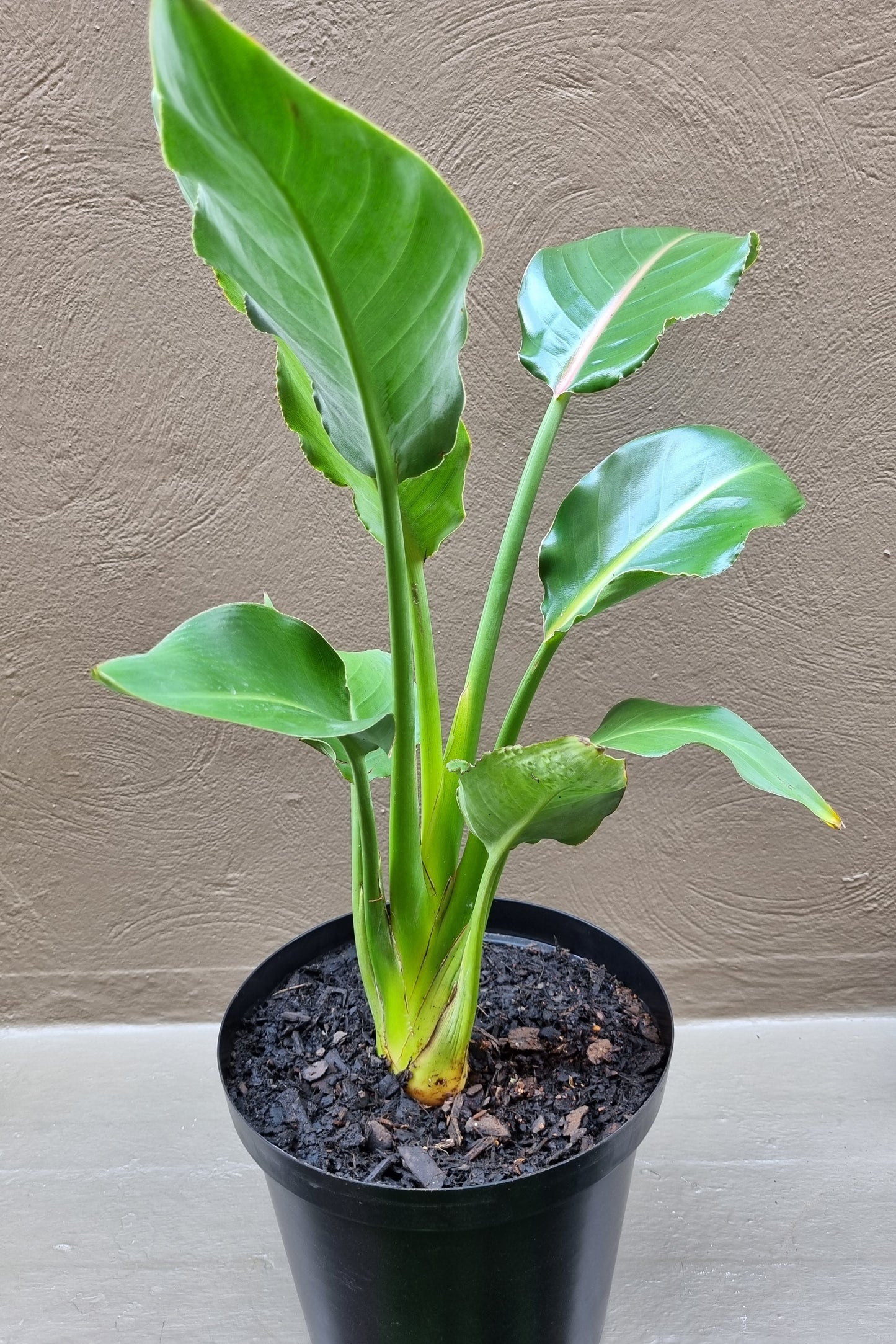 Indoor Strelitzia Reginae 20cm pot