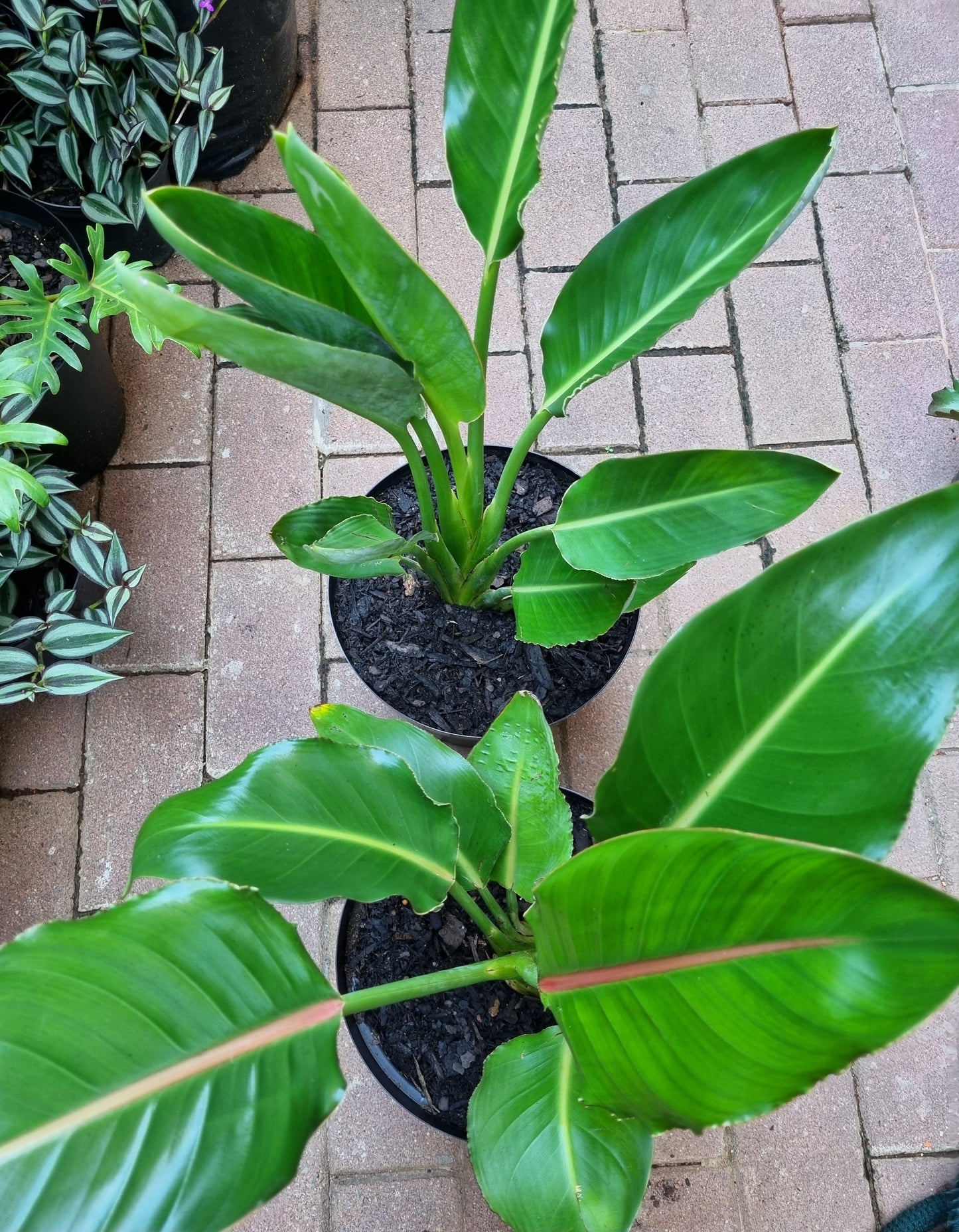 Indoor Strelitzia Reginae 20cm pot