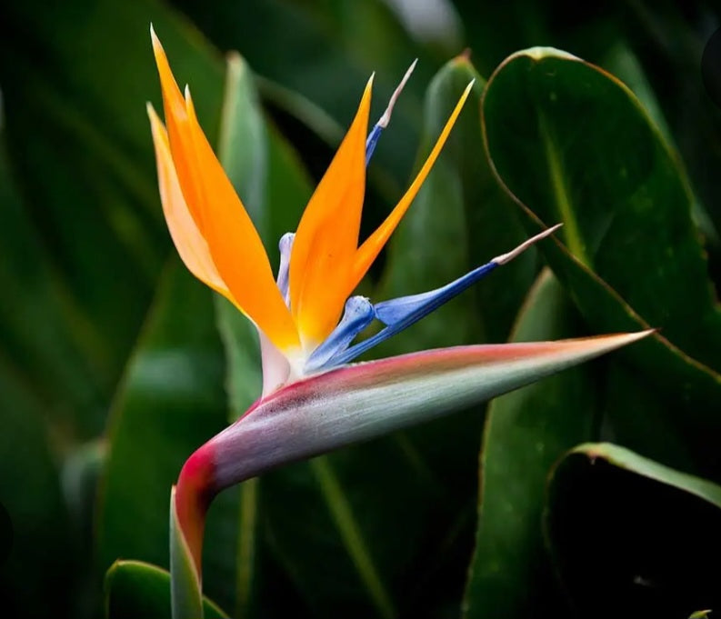 Indoor Strelitzia Reginae 20cm pot