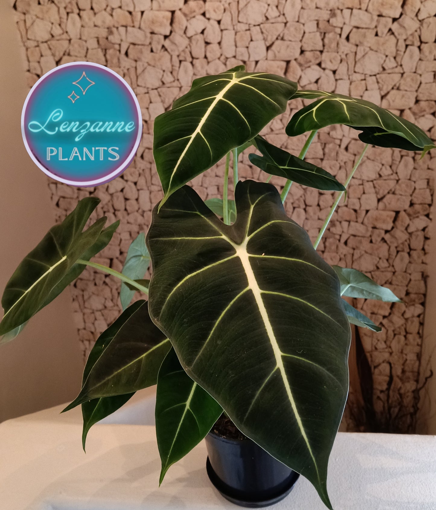 Indoor Alocasia Frydek 14cm pot
