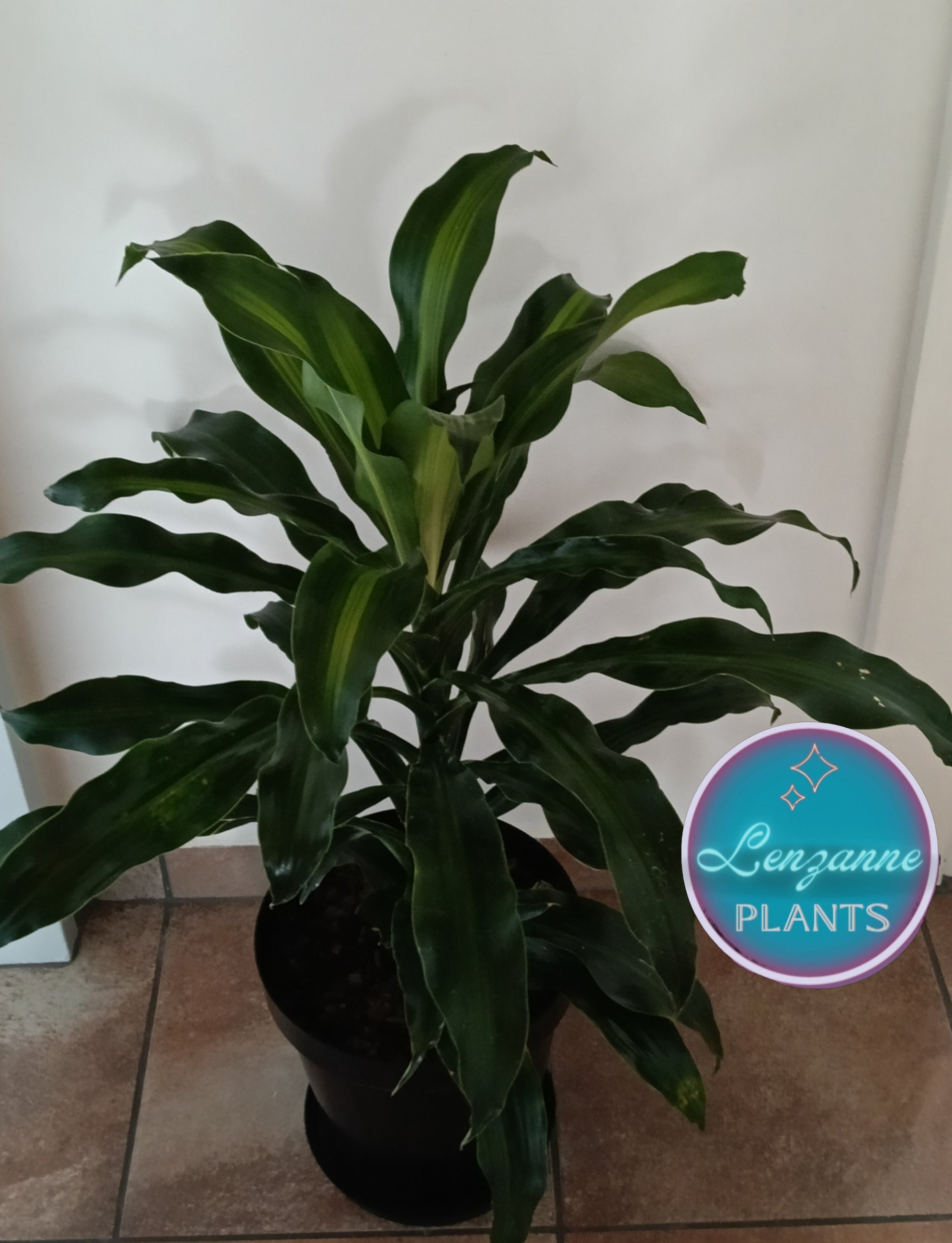 Indoor Dracaena Fragrans (Corn Plant) 30cm pot – Lenzanne Plants