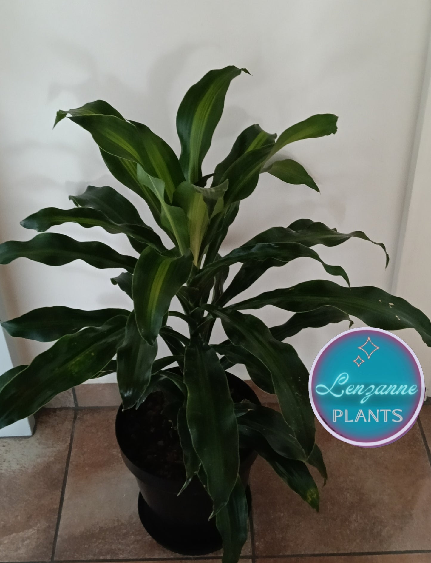 Indoor Dracaena Fragrans (Corn Plant) 30cm pot