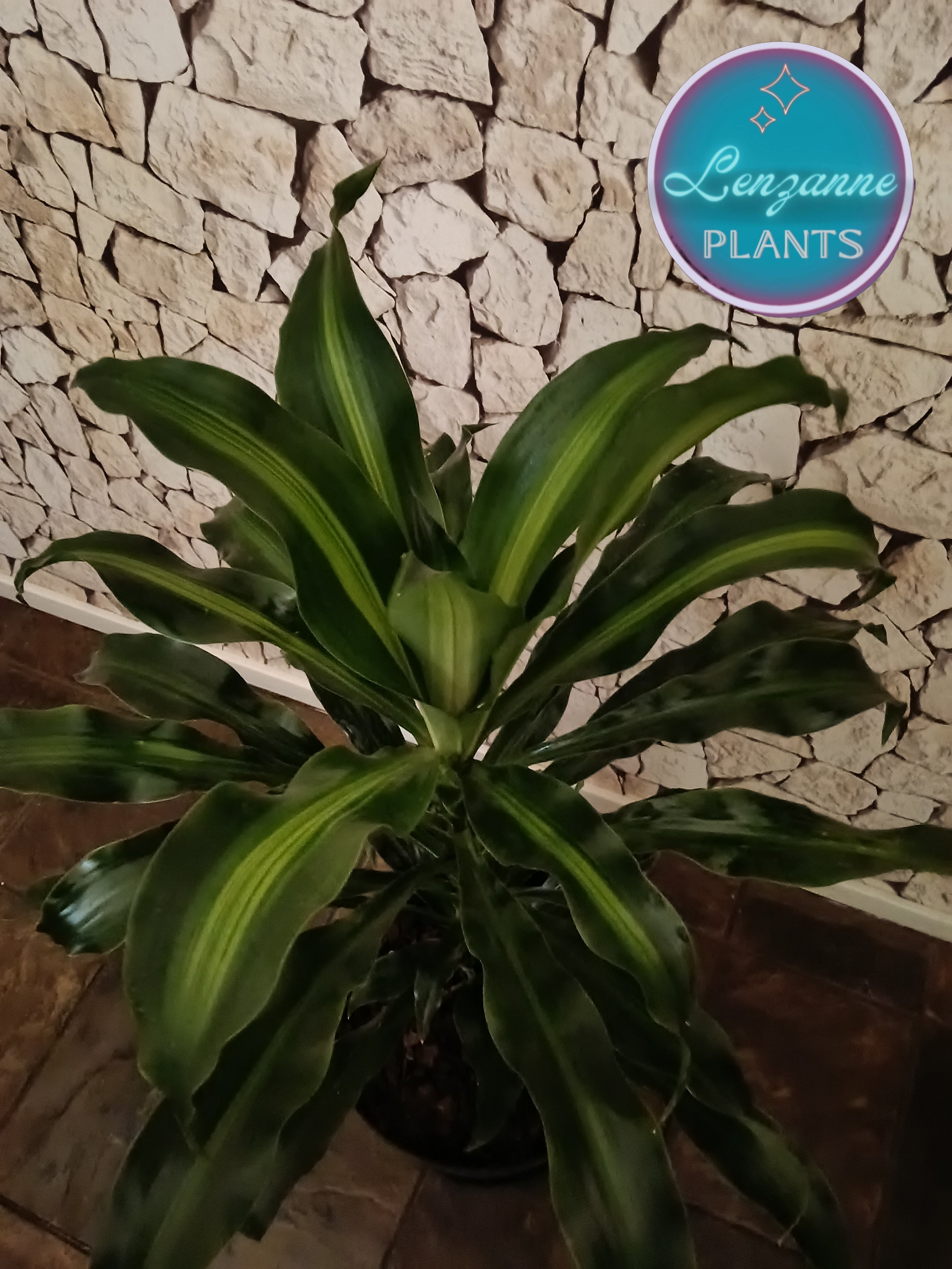 Indoor Dracaena Fragrans (Corn Plant) 30cm pot – Lenzanne Plants