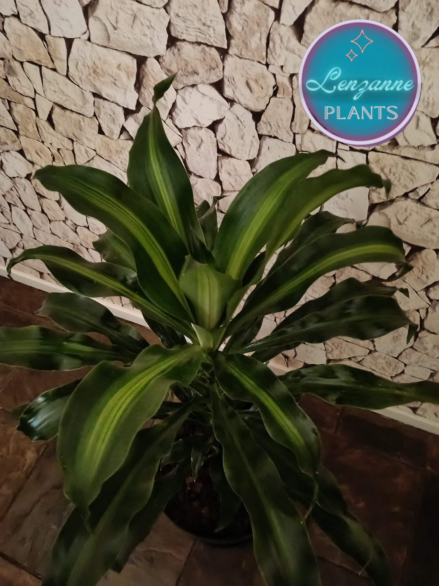 Indoor Dracaena Fragrans (Corn Plant) 30cm pot