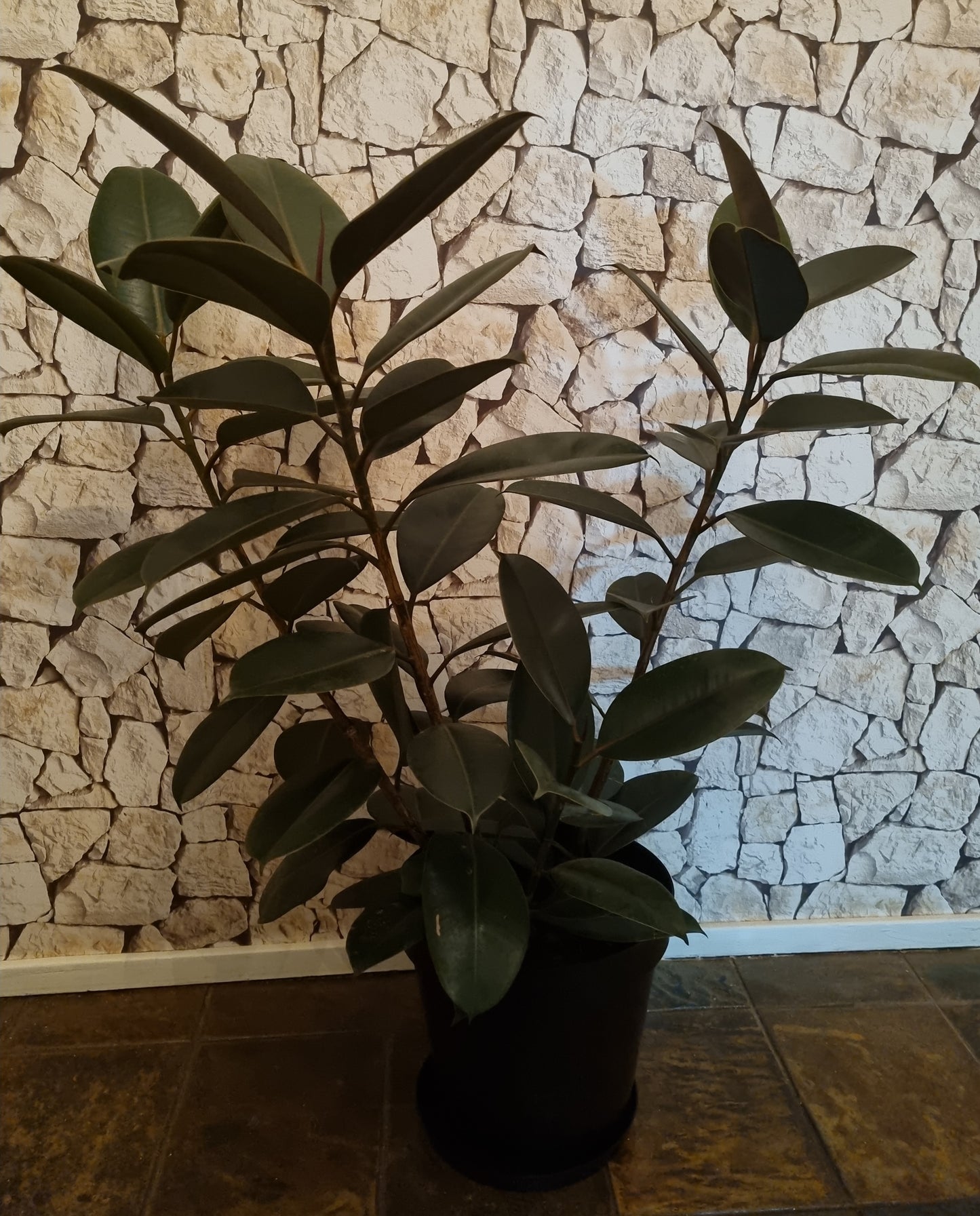 Indoor Rubber Plant Large Ficus Robusta Abidjan 30cm Pot