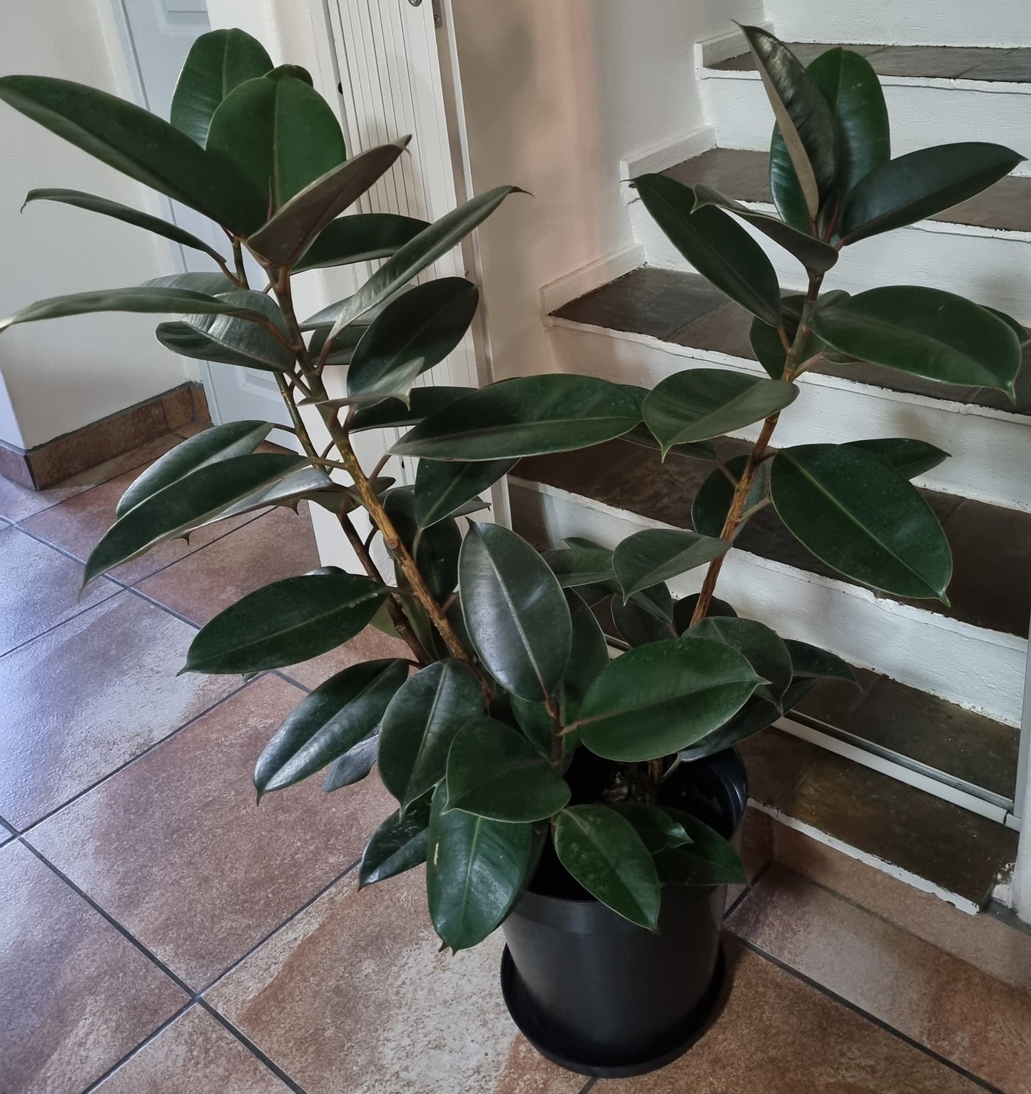 Indoor Rubber Plant Large Ficus Robusta Abidjan 30cm Pot