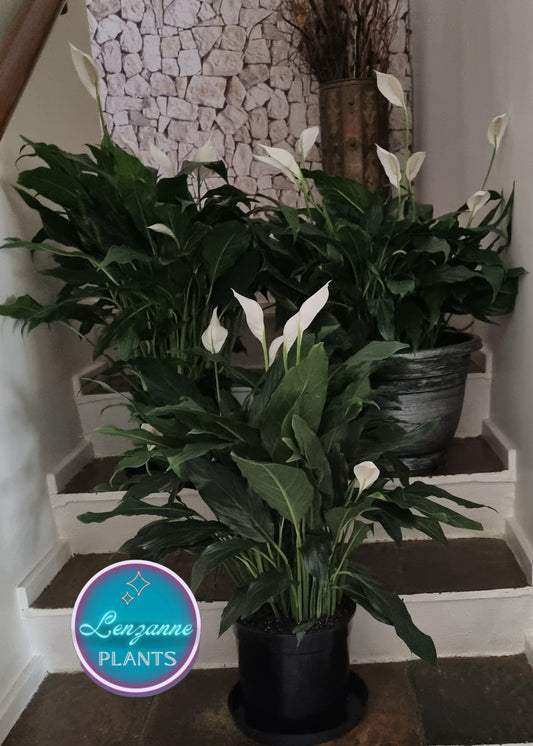 Indoor Peace Lily Spathiphyllum Large 23cm Pot