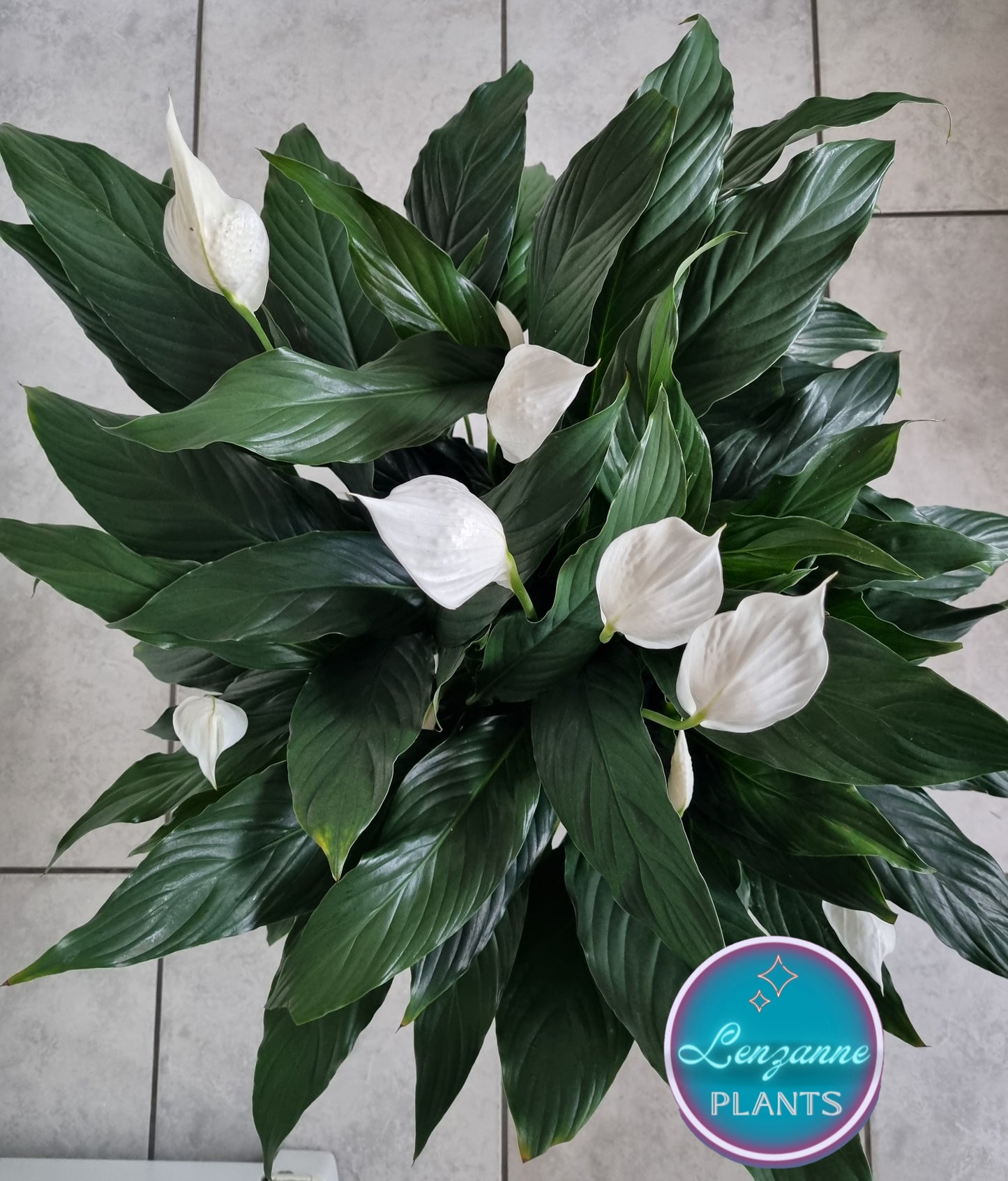 Indoor Peace Lily Spathiphyllum Large 23cm Pot