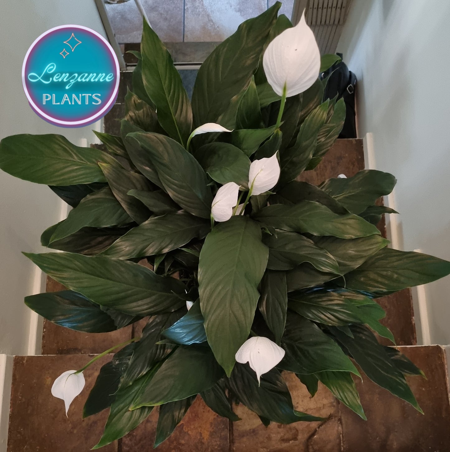 Indoor Peace Lily Spathiphyllum Large 23cm Pot
