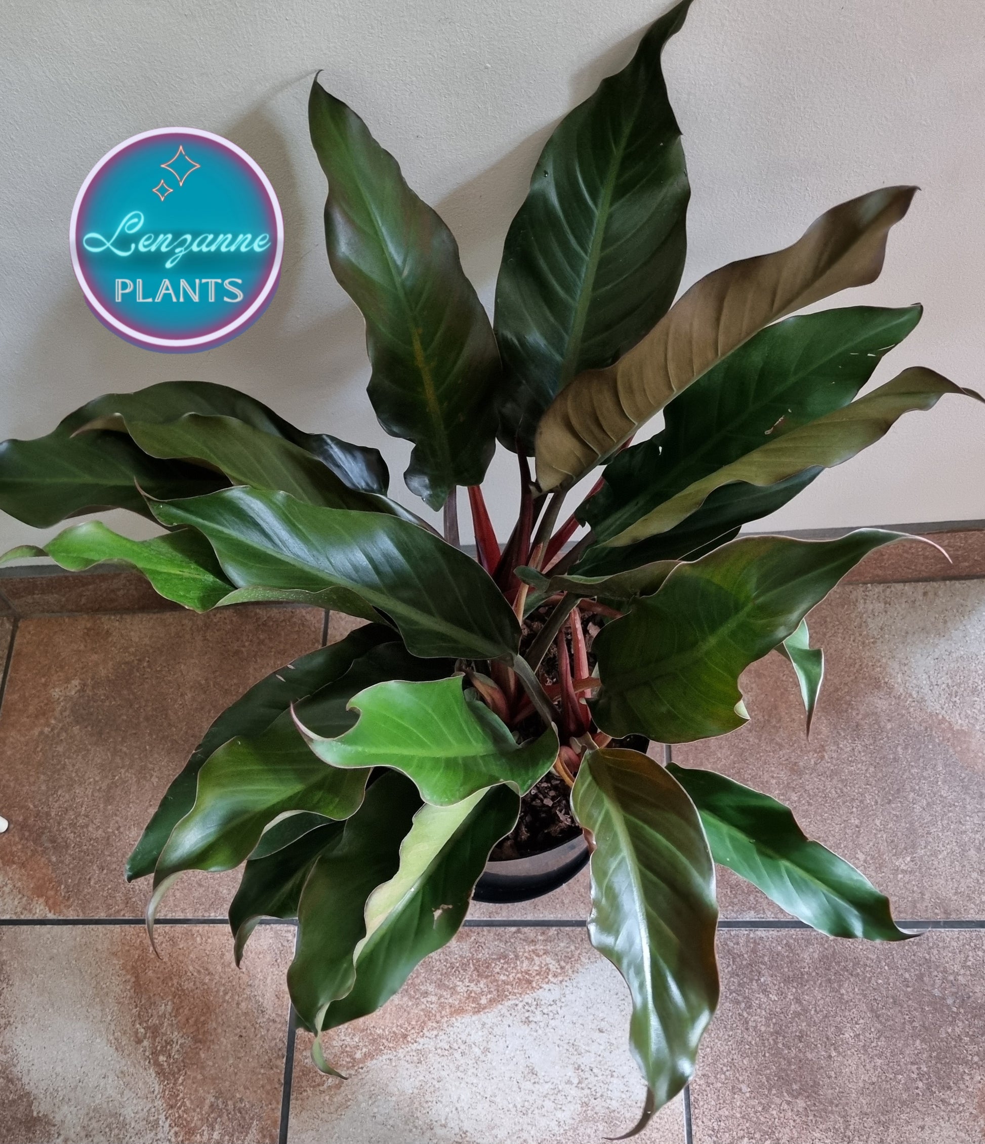 philodendron autumn Indoor Philodendron Autumn 30cm Pot – Lenzanne Plants
