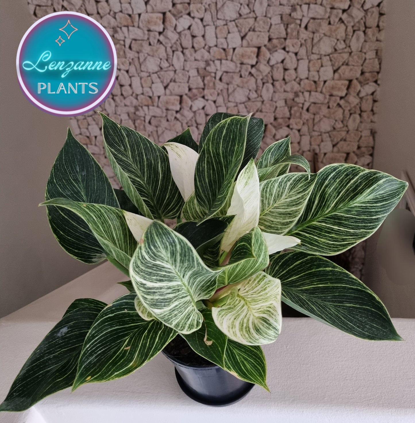 Indoor Philodendron Birkin 15cm pot
