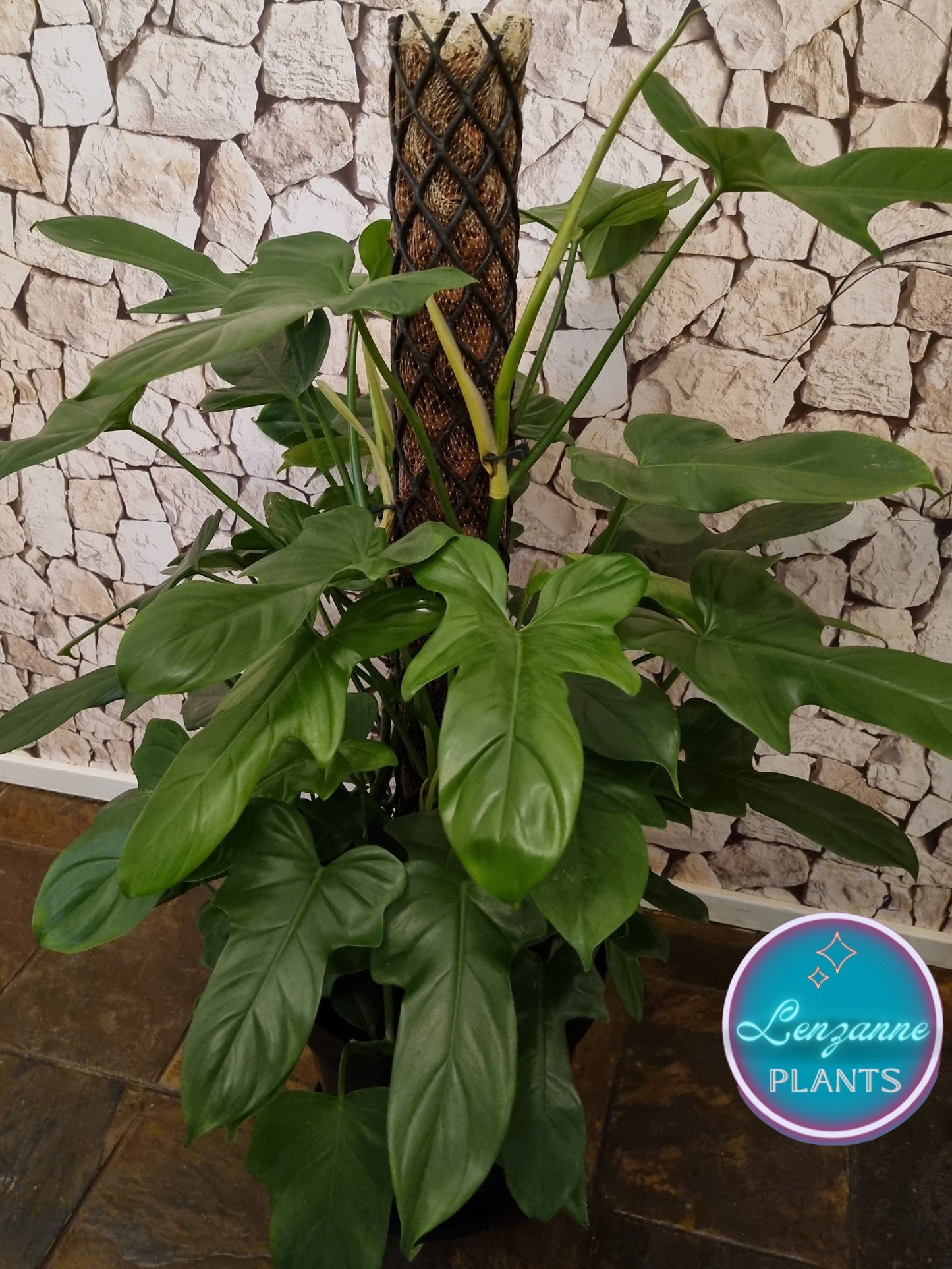 Indoor Philodendron Panduriforme 30cm Pot - Moss Pole