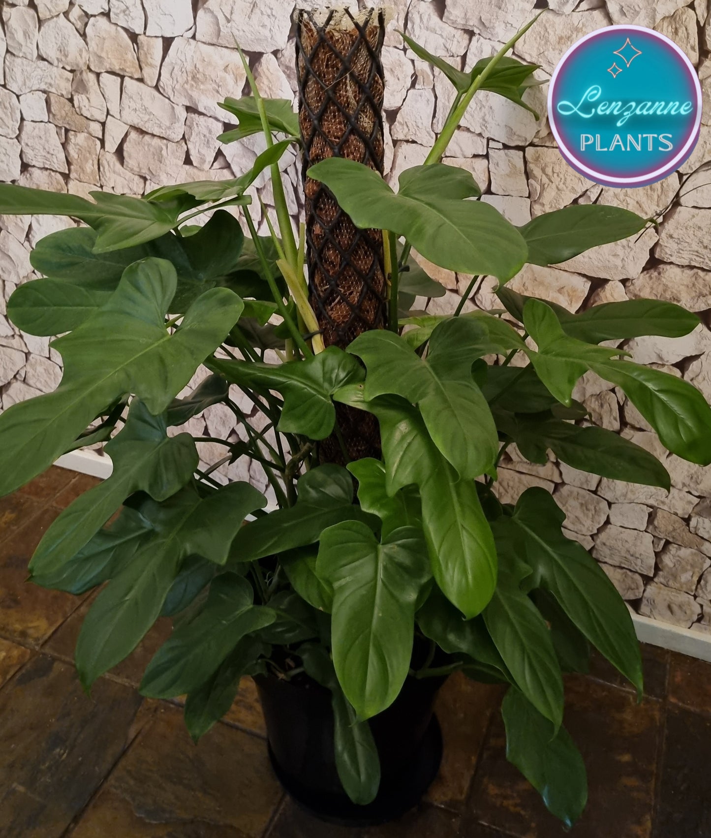 Indoor Philodendron Panduriforme 30cm Pot - Moss Pole