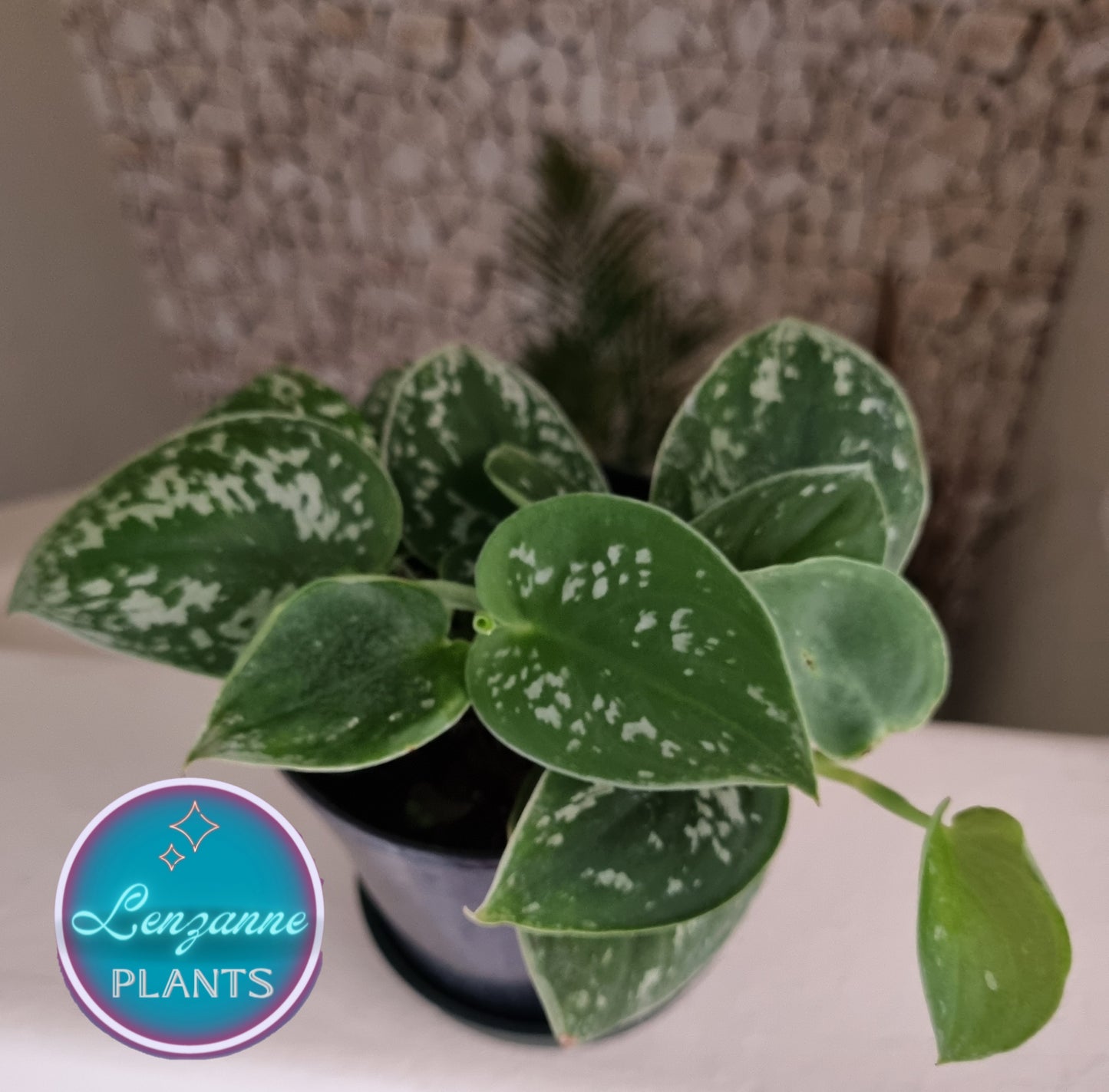 Indoor Pothos Satin (Scindapsis Pictus) 12cm Pot