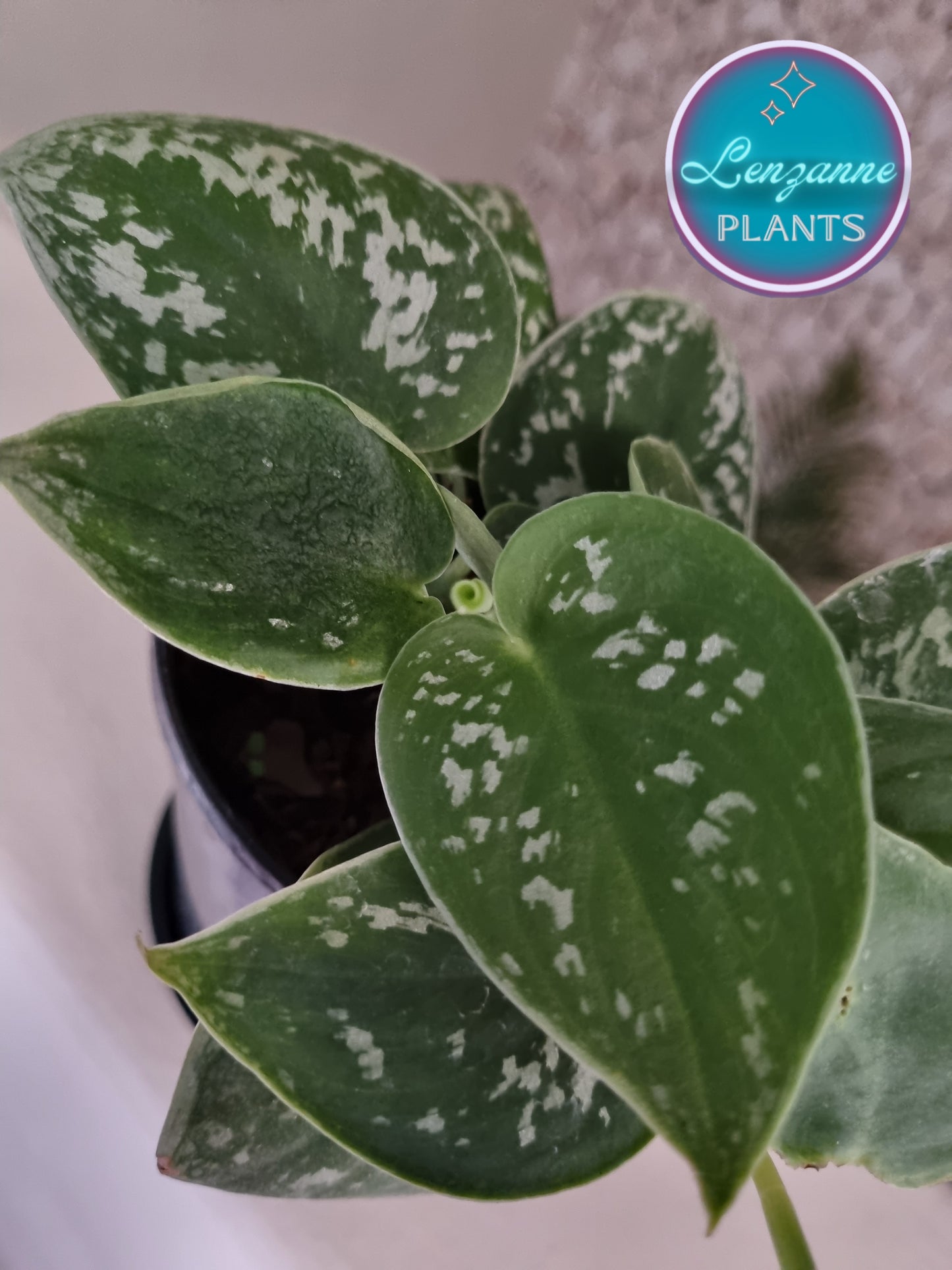 Indoor Pothos Satin (Scindapsis Pictus) 12cm Pot